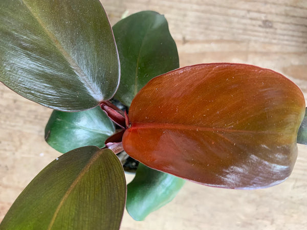 PHILODENDRON Prince Orange