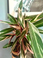 Magnifique grande CALATHEA