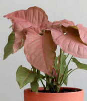 Syngonium NEON ROBUSTA