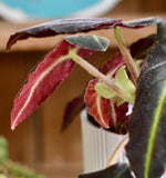 Begonia Listada