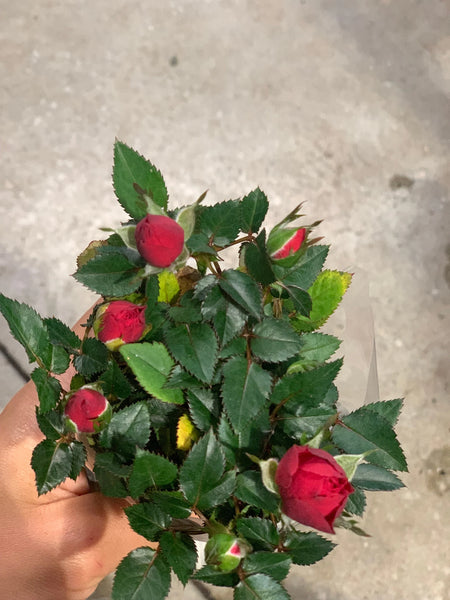 Minis Rosiers fleuris - roses