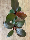 PHILODENDRON Prince Orange
