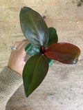 PHILODENDRON Prince Orange
