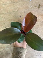 PHILODENDRON Prince Orange