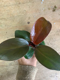 PHILODENDRON Prince Orange