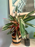 Magnifique grande CALATHEA