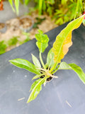Philidendron Ring of Fire