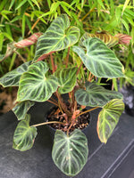 Philodendron Verrucosum