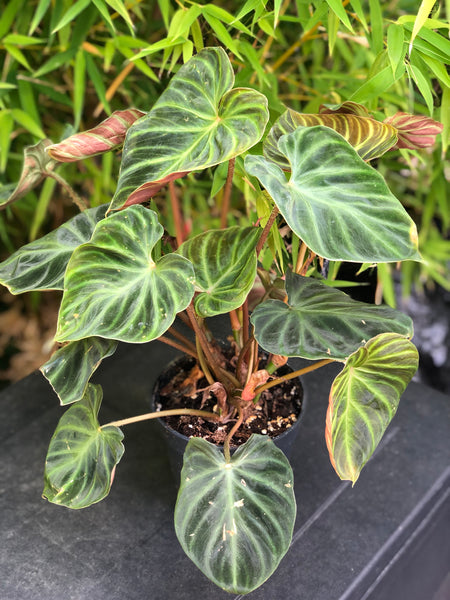 Philodendron Verrucosum