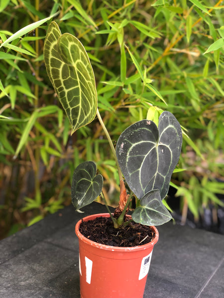 Anthurium Clarivernium