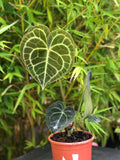 Anthurium Clarivernium