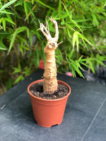 Adansonia digitata baobab 4 ans