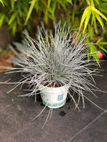 FESTUCA Glauca ( fetuque Bleue )