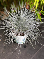 FESTUCA Glauca ( fetuque Bleue )