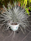 FESTUCA Glauca ( fetuque Bleue )