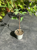 Mini Ginkgo Biloba