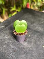 "Hoya Kerrii Double Cœur - Plante Succulente Unique en Forme de Cœurs, Cadeau Idéal et Facile d’Entretien"
