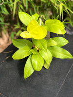 Philodendron Lemon Lime