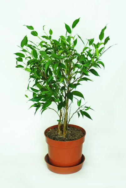 Ficus Benjamina