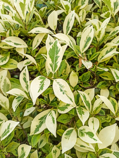 Ficus Benjamina Variegata