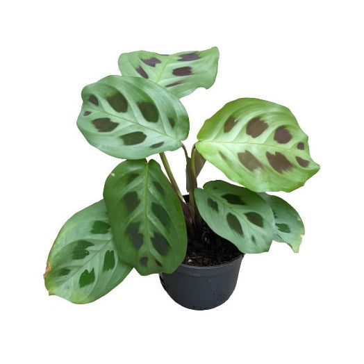 MARANTA LEUCONEURA KERCHOVEANA