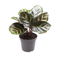 CALATHEA MAKOYANA