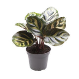 CALATHEA MAKOYANA