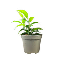 Ficus Benjamina