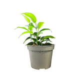 Ficus Benjamina