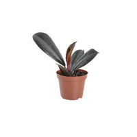 Ficus Elastica Robusta