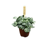 Fittonia Bambino