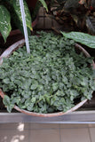 Fittonia Bambino