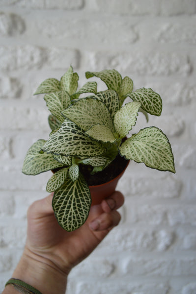 Fittonia Bambino