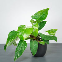 Philodendron White Princess