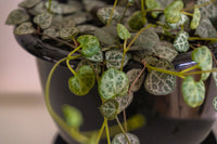 CEROPEGIA Chaine de COEUR Woodii