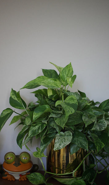 Scindapsus ou pothos mojito