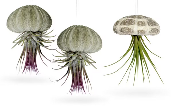 Ensemble de 3 coquilles d'oursin avec de vrais Tillandsia