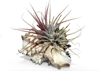 Ensemble de 3 à partir d'un véritable coquillage avec tillandsia