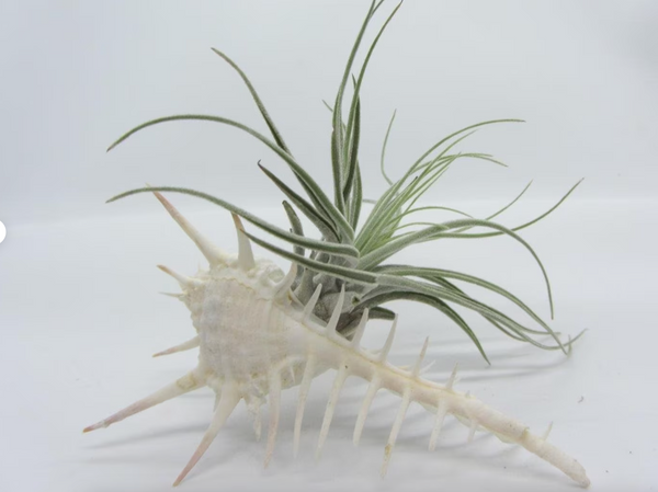 Ensemble exotique d'un coquillage avec un vrai Tillandsia vivant