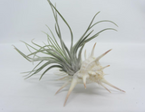 Ensemble exotique d'un coquillage avec un vrai Tillandsia vivant